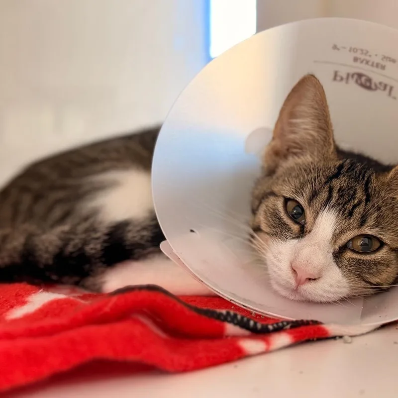 A baby small-sized female Brown / Chocolate Domestic Short Hair cat named Tik Tok for adoption in Gainesville, FL