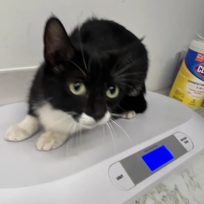 An adult medium-sized female Black Domestic Short Hair cat named Fe Fe for adoption in St. Louis, MO
