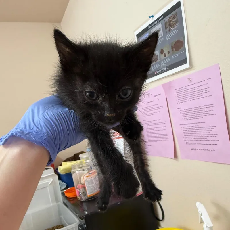 A baby small-sized female Black Domestic Short Hair cat named Nyx for adoption in Kanab, UT