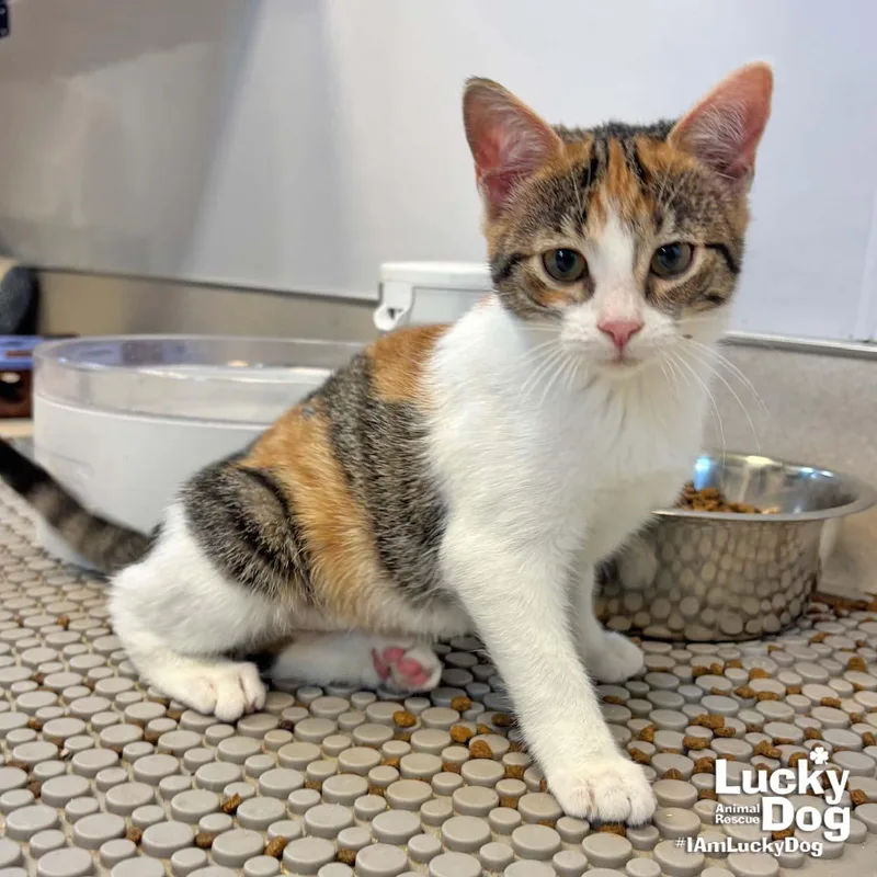 A baby medium-sized female Domestic Short Hair cat named Reba for adoption in Washington, DC
