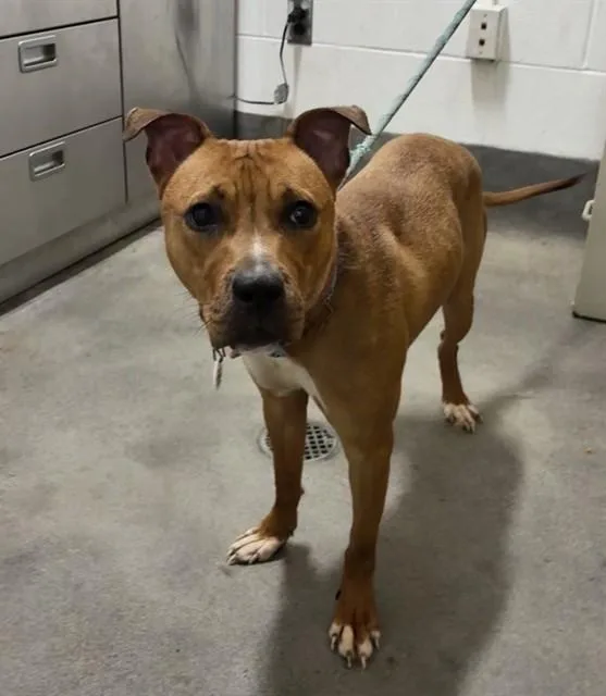 An adult medium-sized female Pit Bull Terrier dog named Darla for adoption in Upper Marlboro, MD