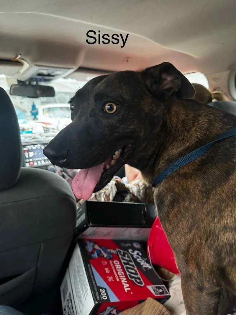 An adult medium-sized female Labrador Retriever dog named Sissy for adoption in Farmerville, LA