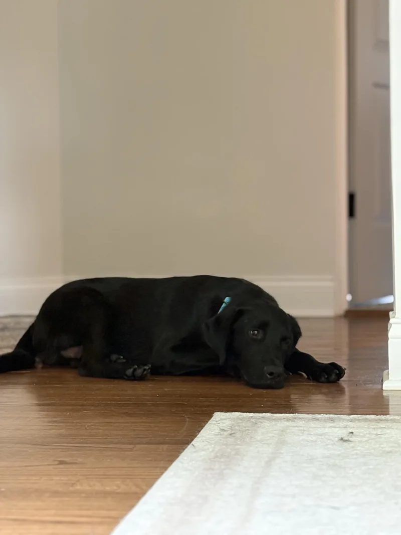 A young medium-sized male Black Labrador Retriever dog named Romeo for adoption in Oswego, IL