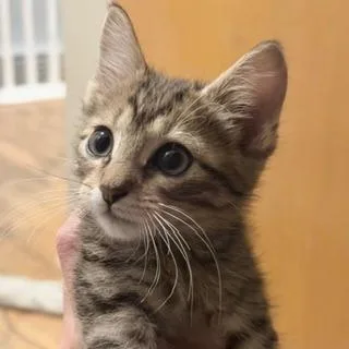 A baby small-sized male Brown / Chocolate Domestic Short Hair cat named Tomato for adoption in West Des Moines, IA