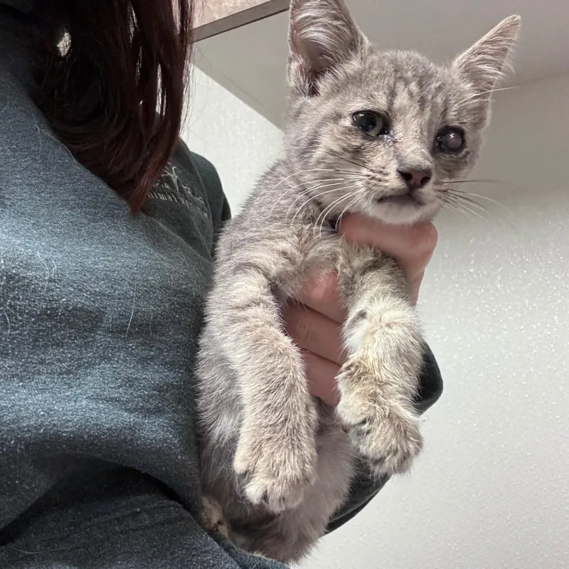 A baby small-sized female Gray / Blue / Silver Domestic Short Hair cat named Billie for adoption in Ottawa, KS