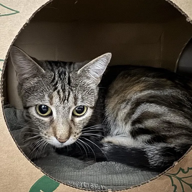 A young medium-sized female Brown / Chocolate Domestic Short Hair cat named Madeleine for adoption in Saint Louis, MO