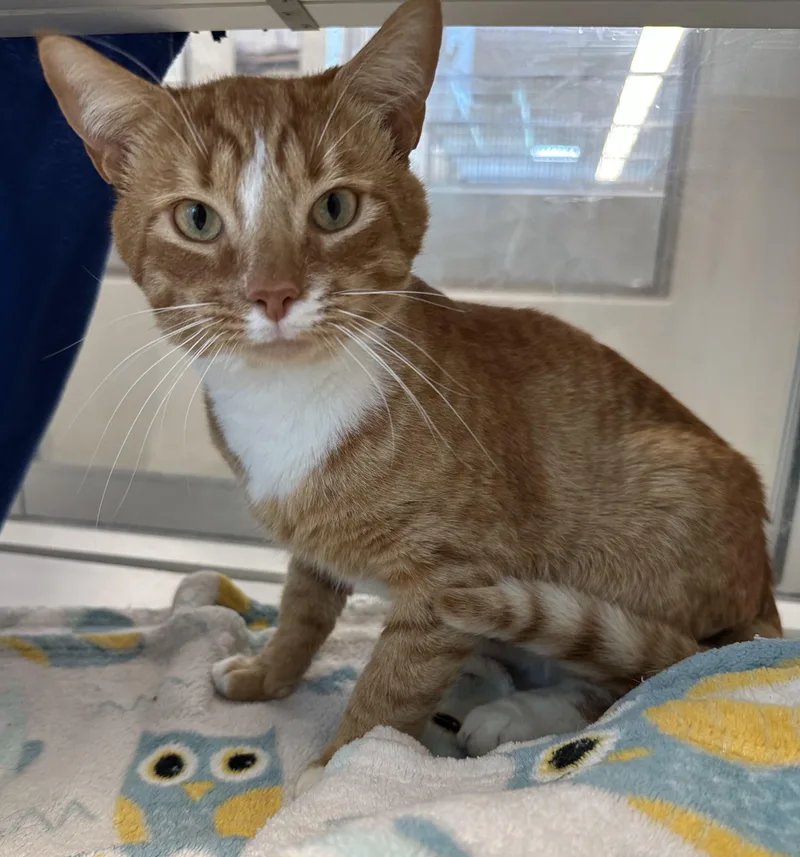 A young medium-sized male Tabby (Orange / Red) Domestic Short Hair cat named Big and Tall for adoption in Manassas, VA