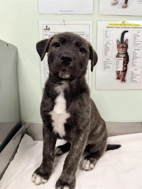 A baby small-sized male Siberian Husky dog named Bayou for adoption in Santa Cruz, CA
