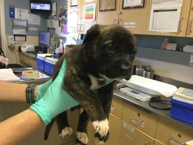 A baby small-sized female German Shepherd Dog dog named Scalloped for adoption in Riverside, CA