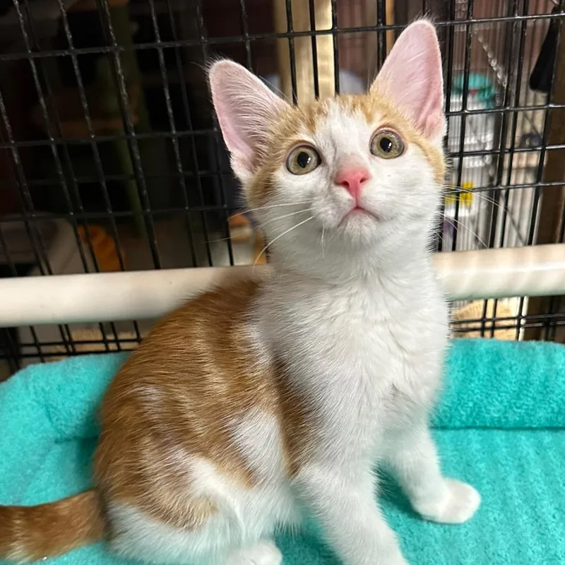 A baby small-sized male Orange / Red Domestic Short Hair cat named Cheesy for adoption in Simi Valley, CA
