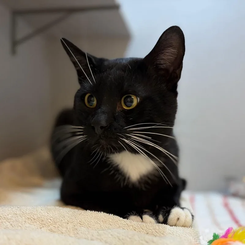 An adult large-sized male Black Domestic Short Hair cat named Pin Cushion for adoption in Pittsburgh, PA