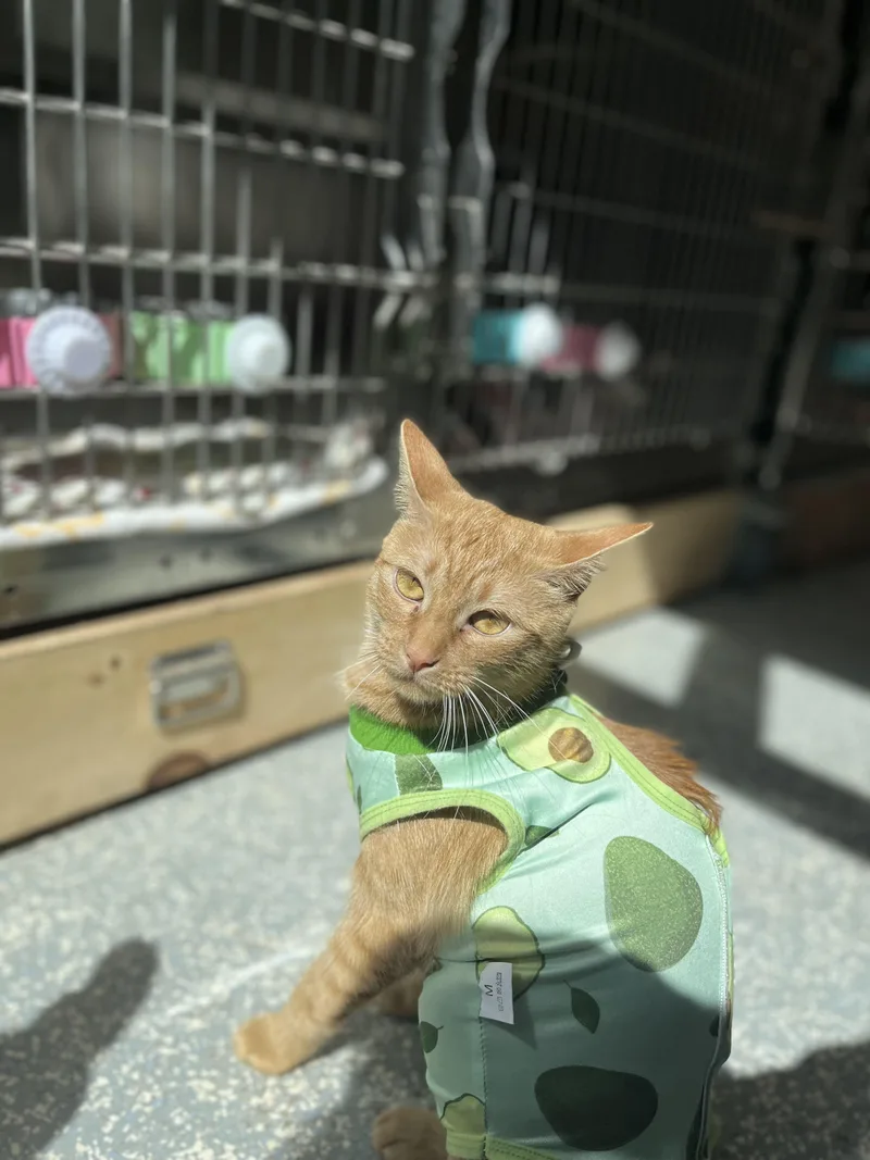 A young medium-sized female Orange / Red Domestic Short Hair cat named Arwen for adoption in North Haven, CT