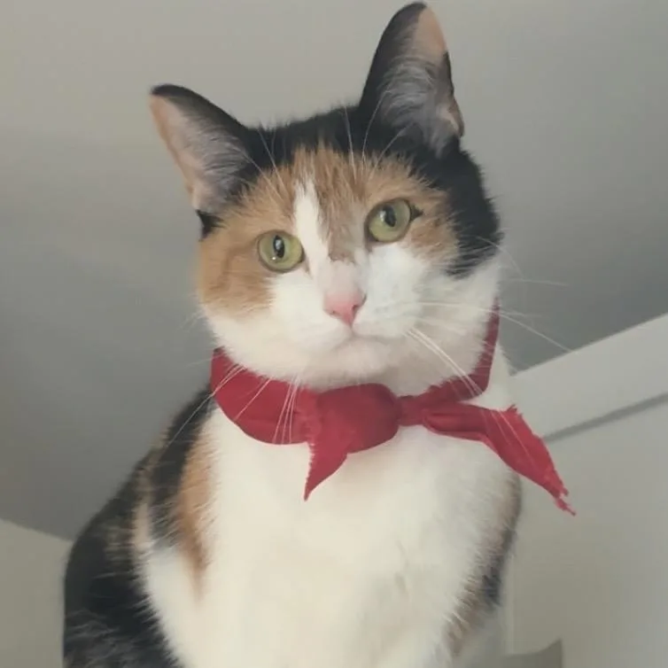 An adult medium-sized female Calico Domestic Short Hair cat named Versace for adoption in Ferndale, MI