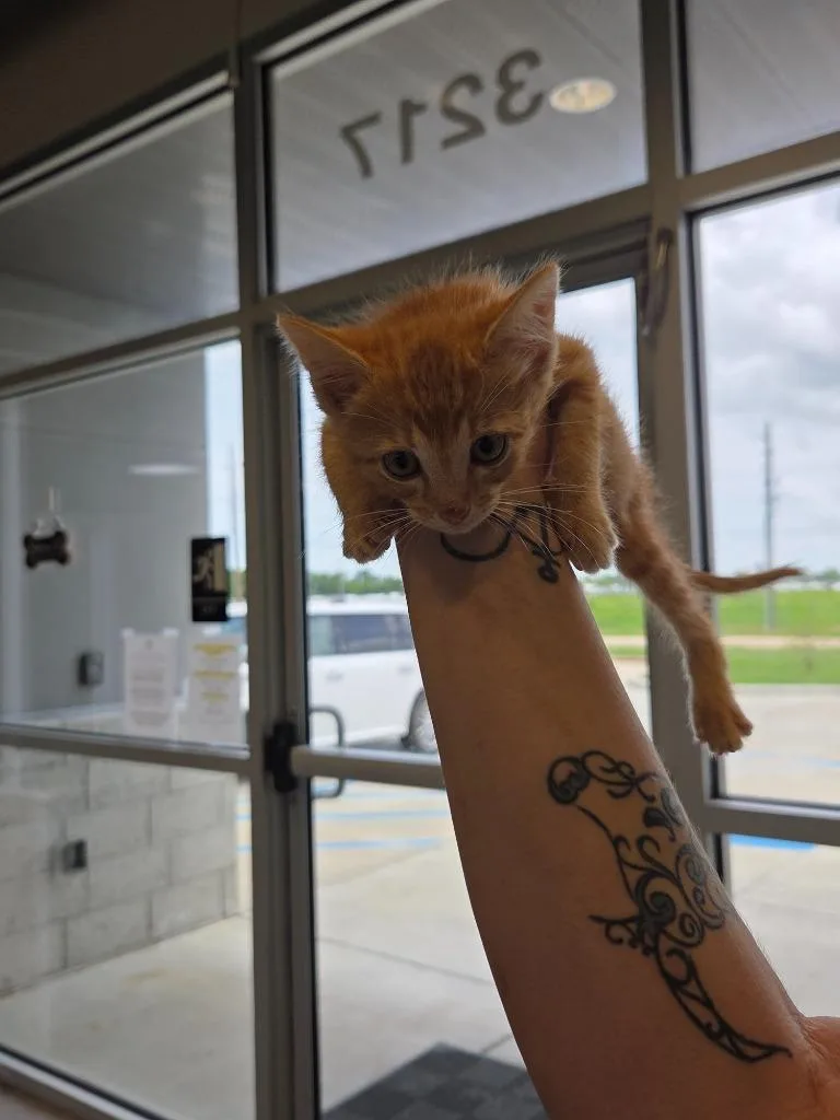 A baby small-sized male Domestic Short Hair cat named Denzel for adoption in Bossier City, LA