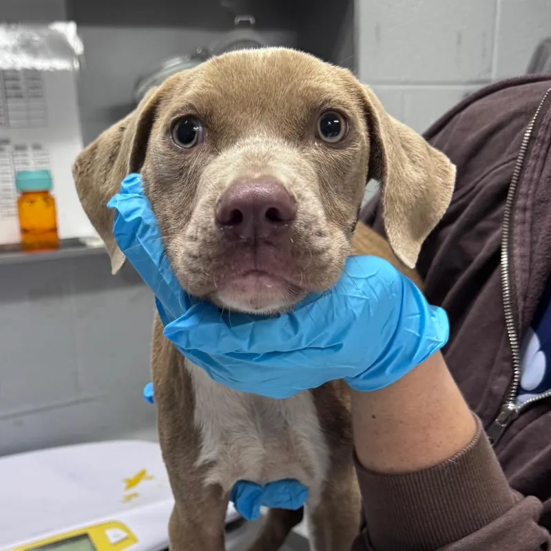 A baby small-sized male Brown / Chocolate Mixed Breed dog named Wybie for adoption in Summerville, SC
