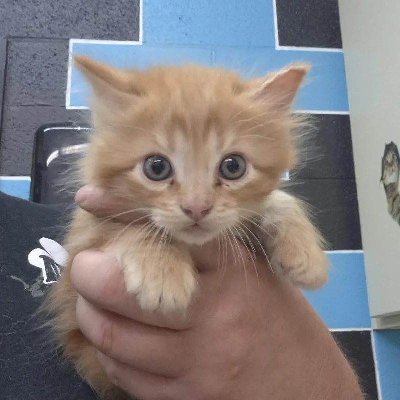 A baby small-sized male Orange / Red Domestic Medium Hair cat named Mozzarella for adoption in Ardmore, OK