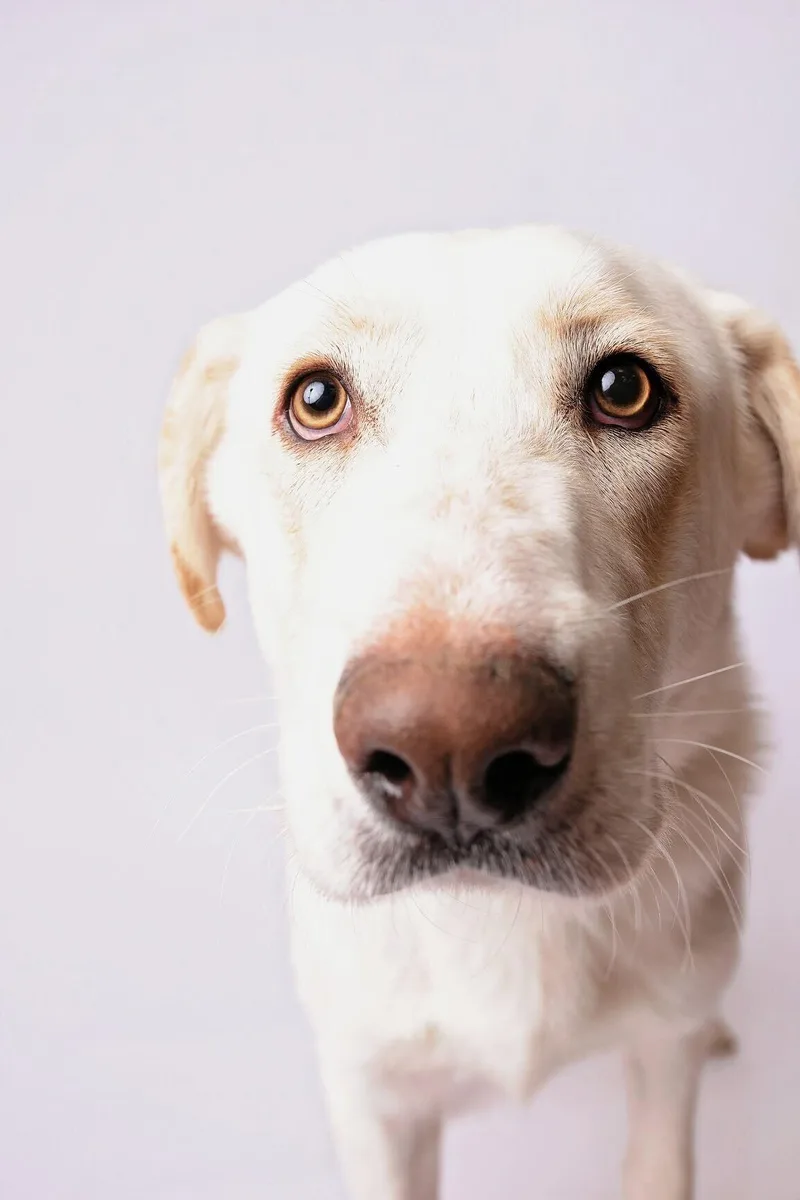 A young large-sized male Golden Retriever dog named Otis for adoption in Nashville, TN