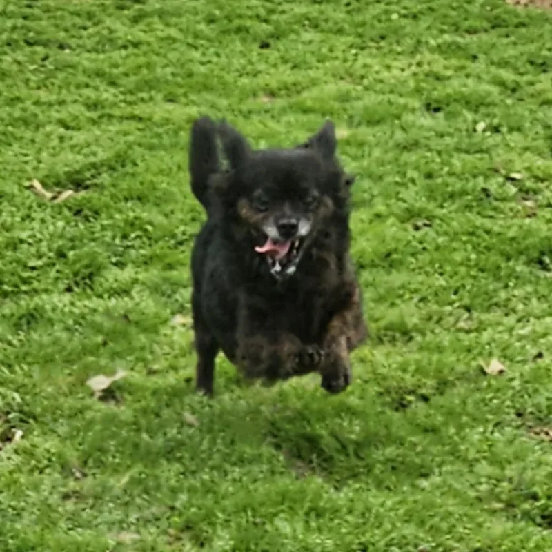 An adult small-sized male Black Pomeranian dog named Koko for adoption in Athens, AL