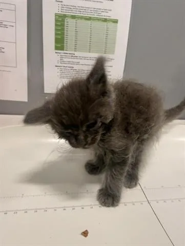 A baby small-sized female Domestic Medium Hair cat named Dolly Parton for adoption in San Martin, CA