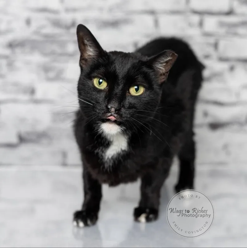 Miss Hobbs thumbnail 2