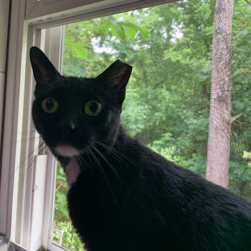 Miss Hobbs thumbnail 3