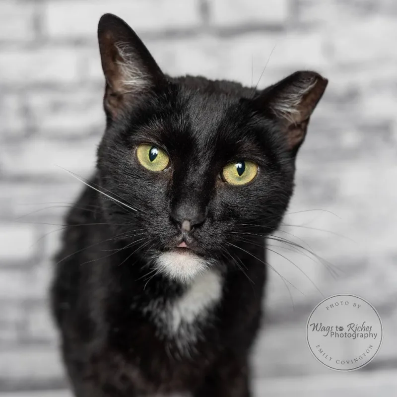 Miss Hobbs thumbnail 4