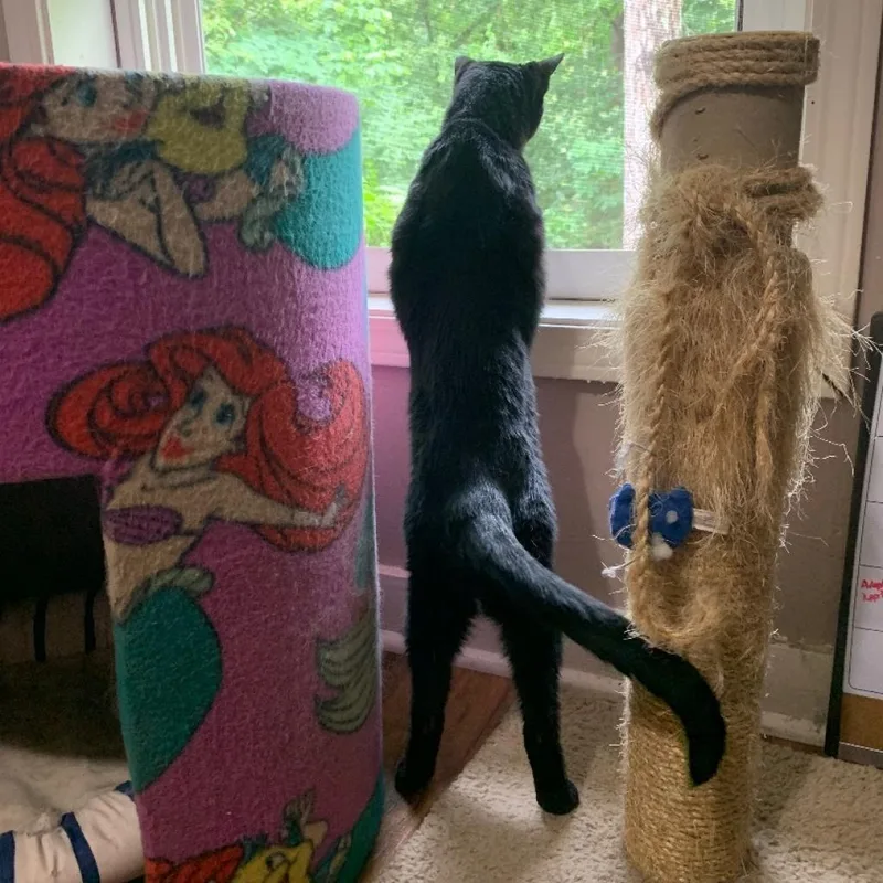 Miss Hobbs thumbnail 5