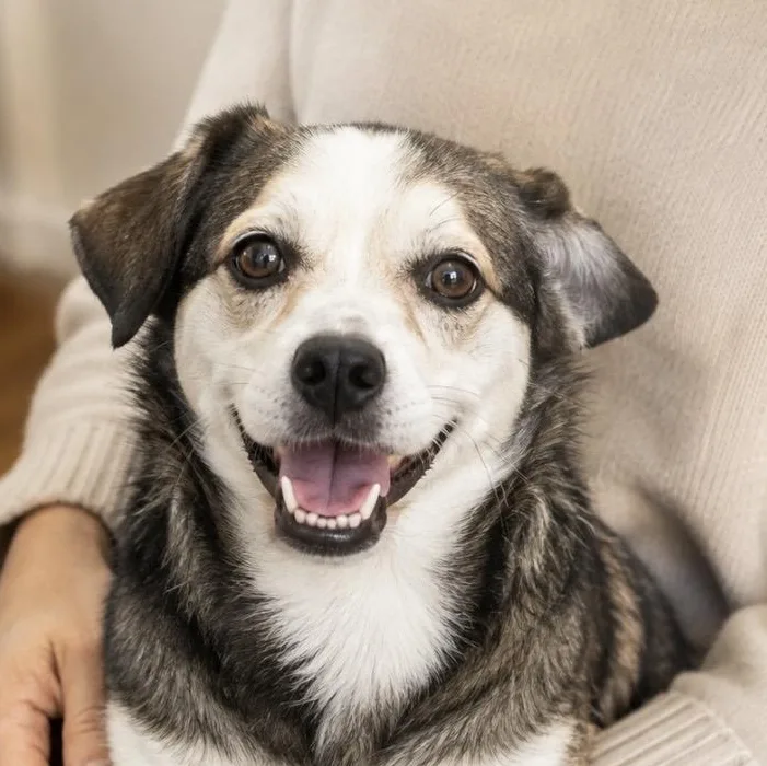 A young small-sized male Tricolor (Brown, Black, & White) Mixed Breed dog named Benny sweet and for adoption in Houston, TX