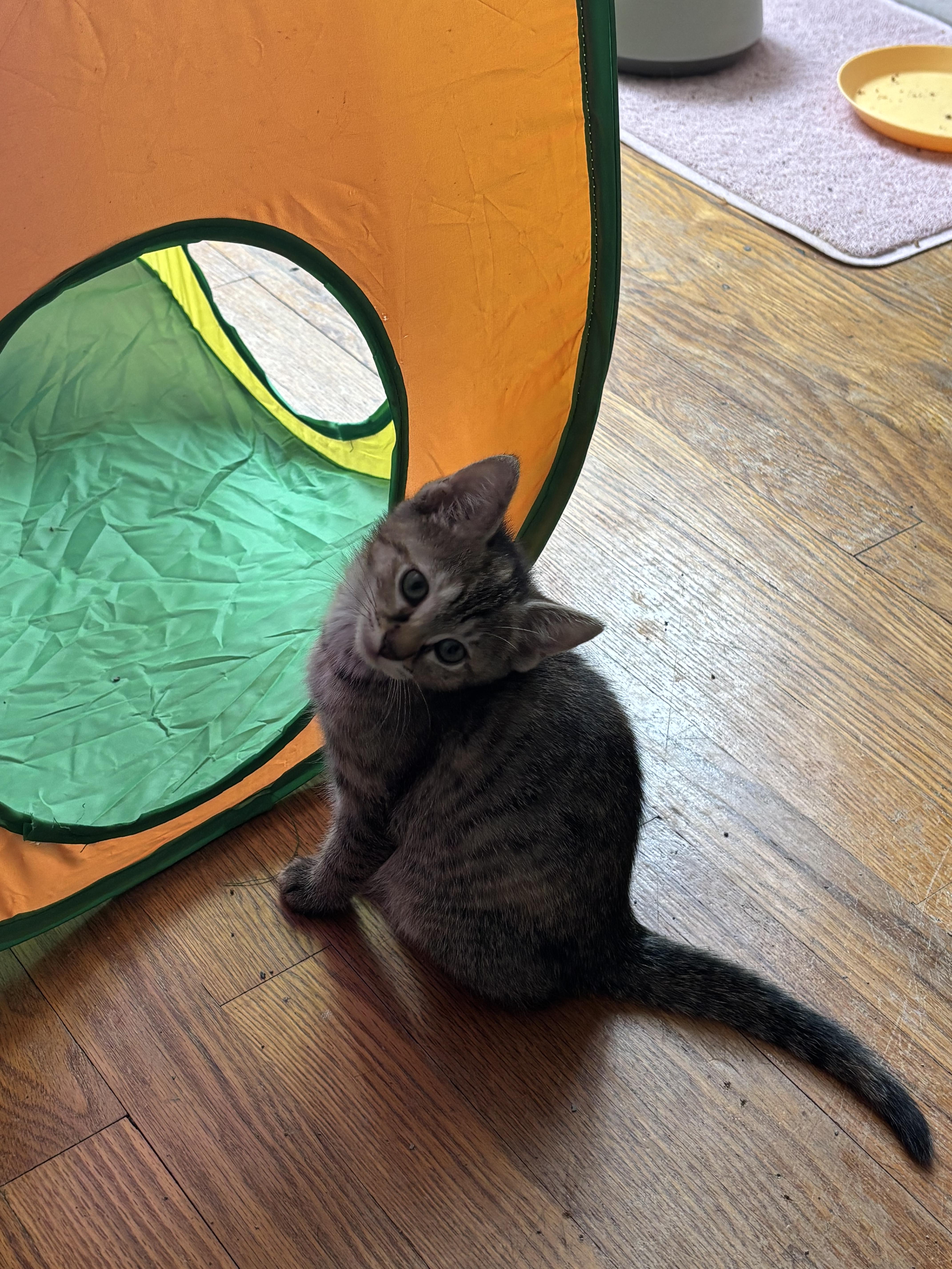 A baby small-sized female Domestic Short Hair cat named Obara for adoption in Bethel Park, PA