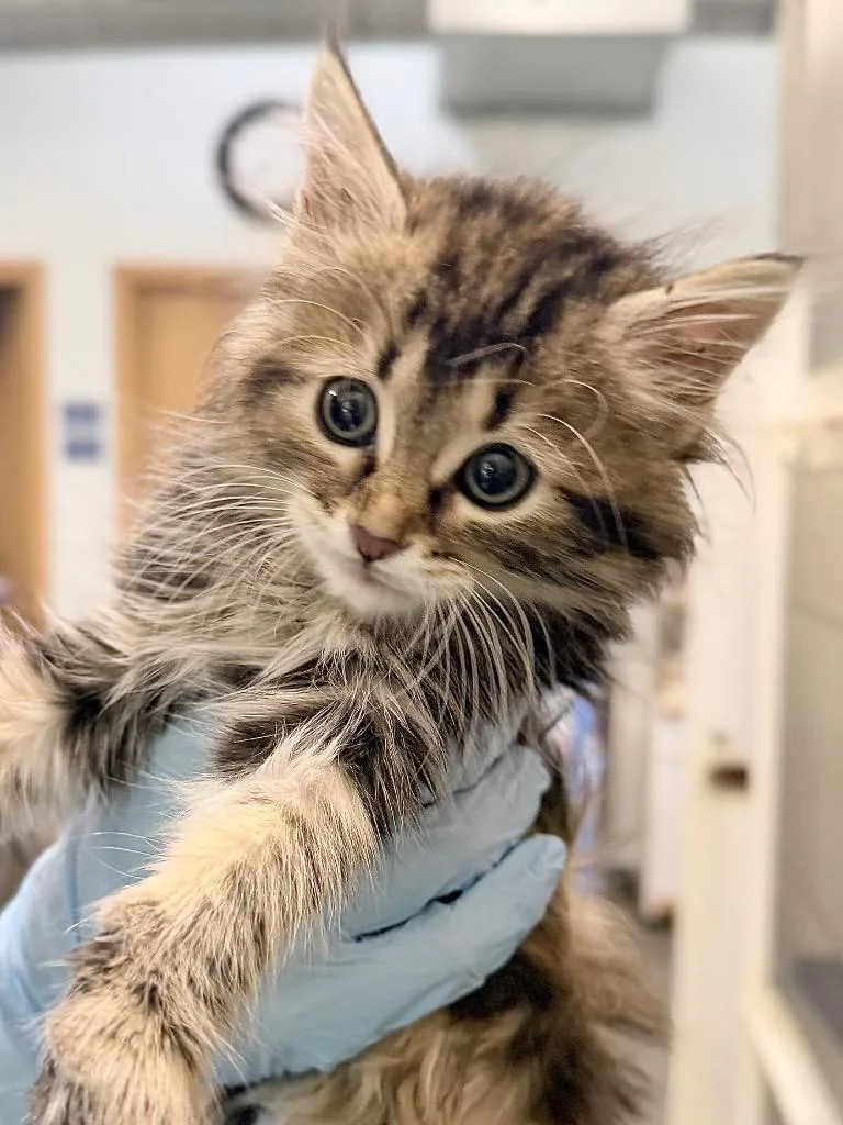 A baby medium-sized female Domestic Short Hair cat named Ladybug for adoption in Menomonie, WI