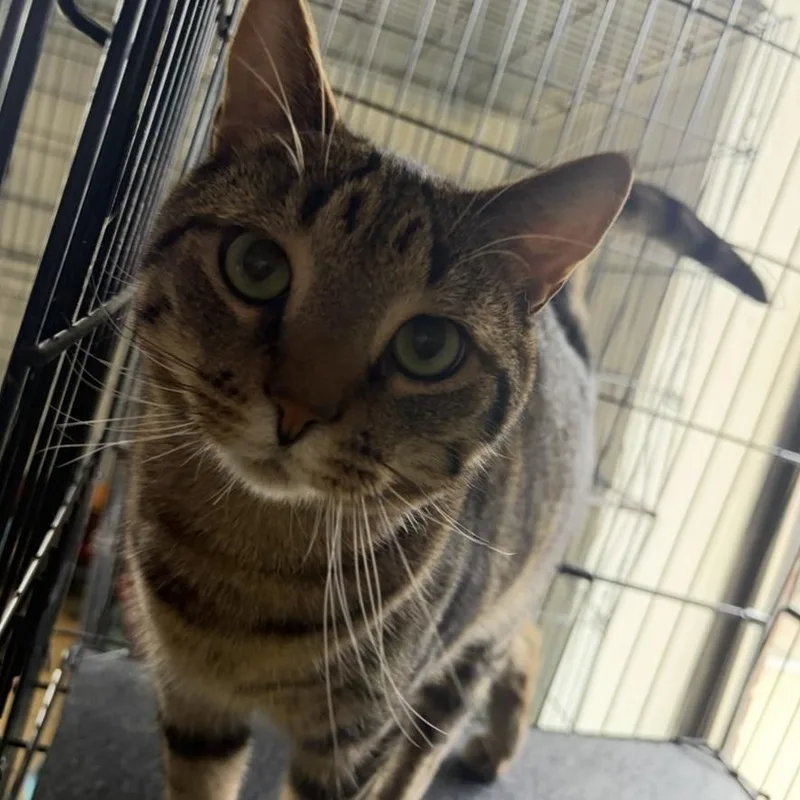 Squirrel thumbnail 2