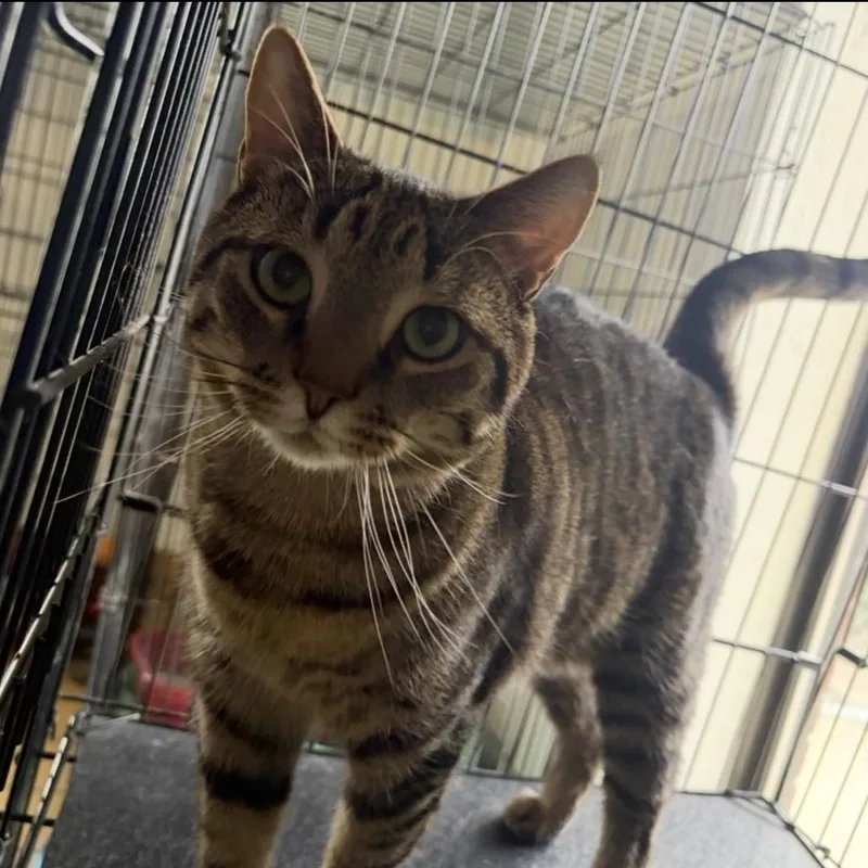 Squirrel thumbnail 3