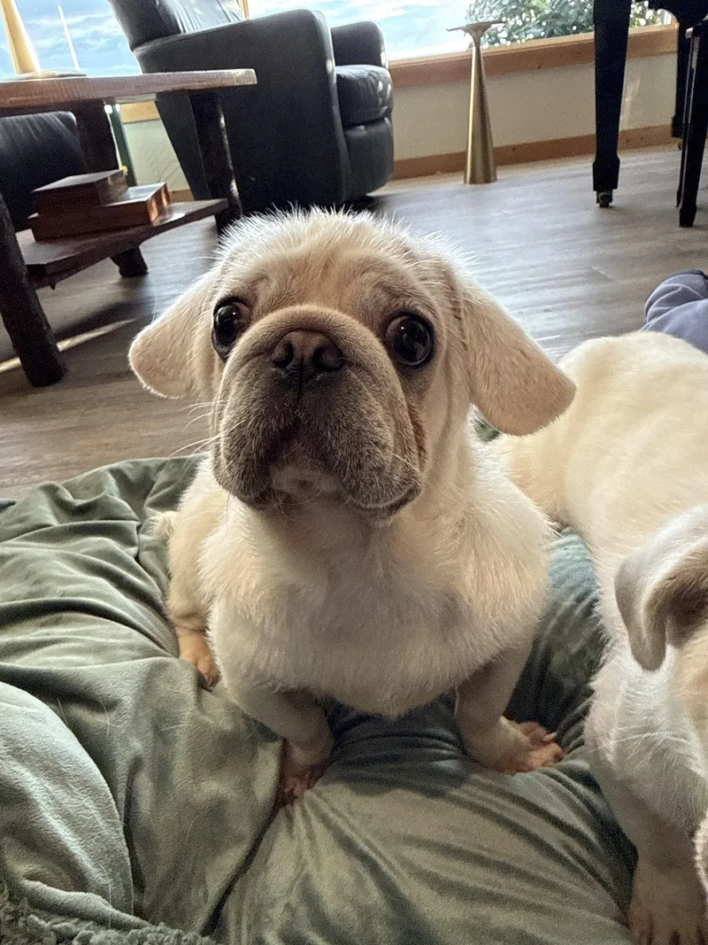 A young small-sized male White / Cream Pug dog named Ernie for adoption in Ferndale, WA