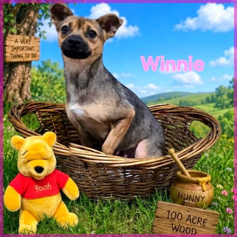 An adult small-sized female Mixed Breed dog named Winnie for adoption in Joliet, IL