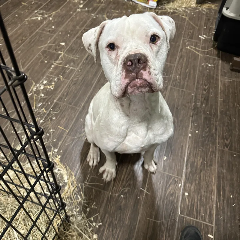 An adult medium-sized male American Bulldog dog named Freckles for adoption in Seguin, TX