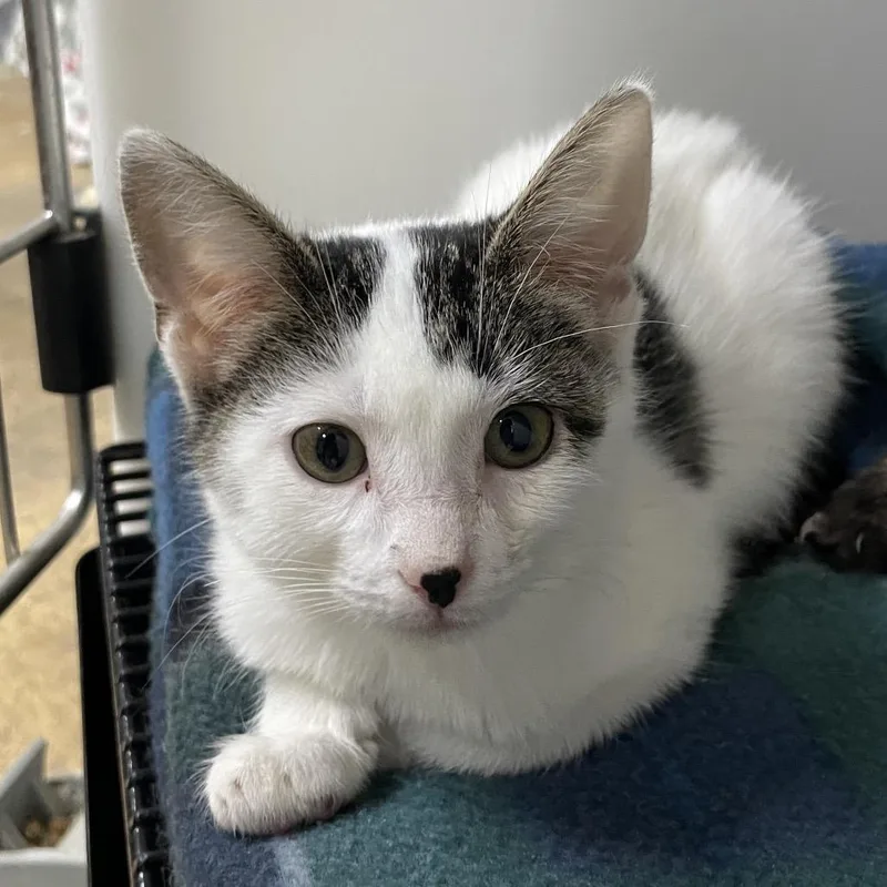 A baby small-sized male White Domestic Short Hair cat named Bug for adoption in Laredo, TX