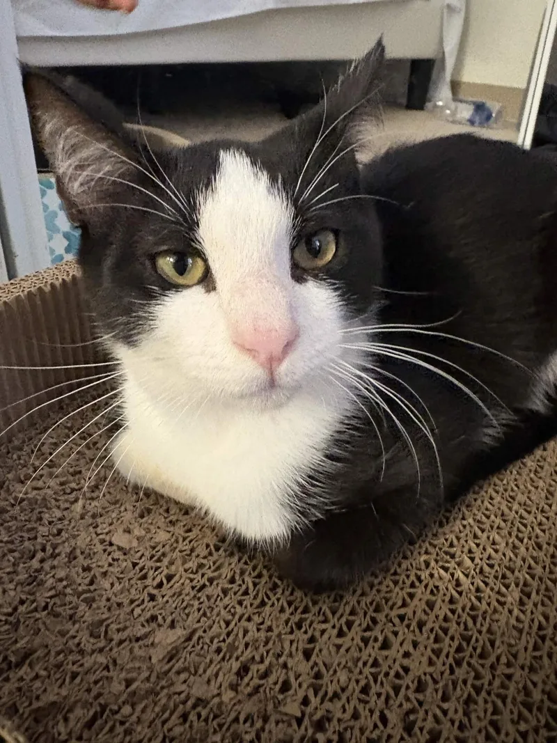 A baby medium-sized male Domestic Short Hair cat named Redwood for adoption in Davis, CA