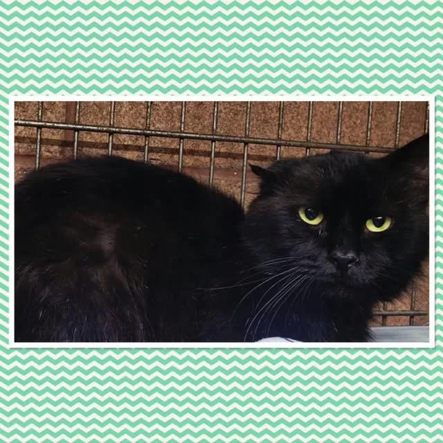 An adult small-sized male Domestic Long Hair cat named Fluffy for adoption in Buckhannon, WV