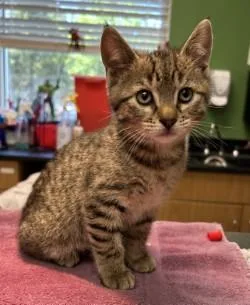 A young medium-sized male Domestic Short Hair cat named Earl T Grey for adoption in Kansas City, MO