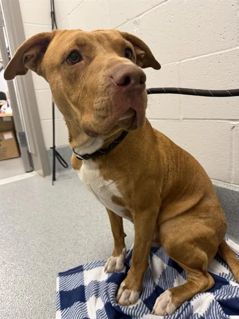 A young large-sized male Cane Corso dog named Marius for adoption in Indianapolis, IN