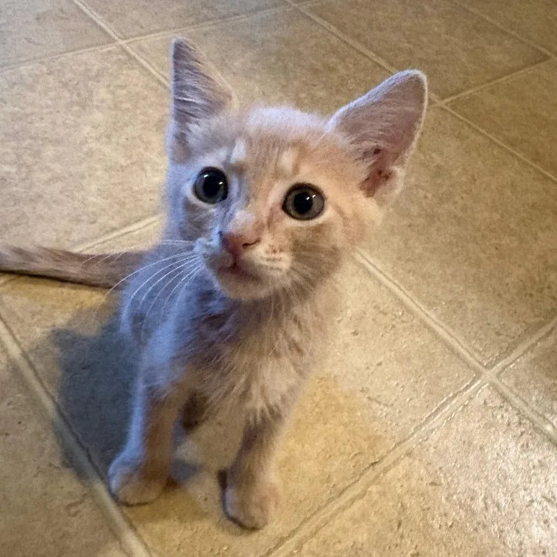 A baby small-sized male Buff / Tan / Fawn Domestic Short Hair cat named Comet for adoption in Gainesville, FL
