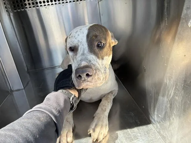 A young large-sized male Pit Bull Terrier dog named Brick for adoption in Phoenix, AZ