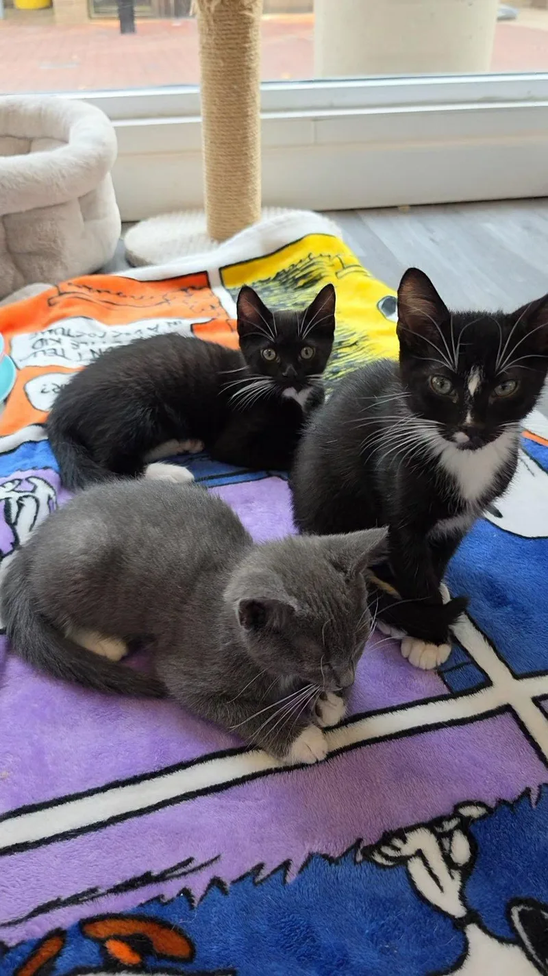 A baby medium-sized male Domestic Short Hair cat named Pickles for adoption in Reston, VA
