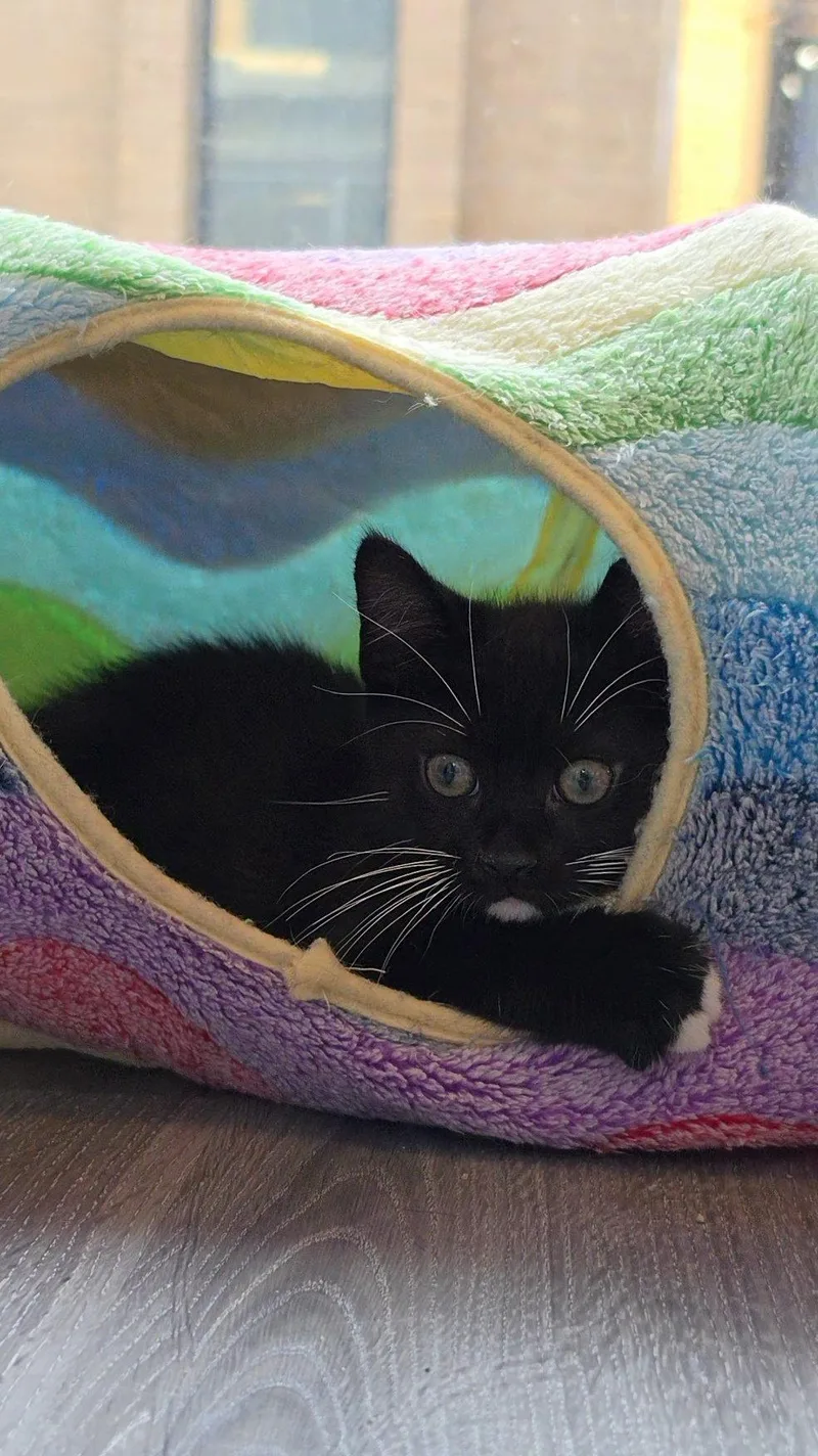 Pickles thumbnail 2