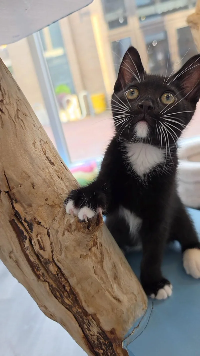 Pickles thumbnail 3