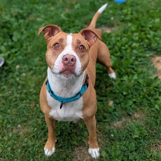 An adult medium-sized female Golden Mixed Breed dog named Atlas for adoption in Ashtabula, OH