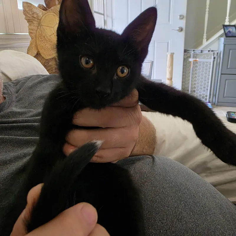 A baby small-sized male Black Domestic Short Hair cat named Ringo for adoption in Fountain Valley, CA