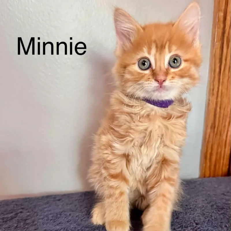 A baby small-sized female Orange / Red Domestic Short Hair cat named Minnie for adoption in St. Charles, IL