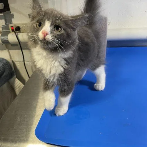 A baby small-sized male Domestic Medium Hair cat named Earl Grey for adoption in Seven Valleys, PA