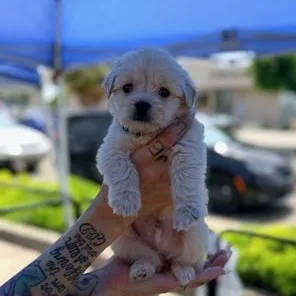 A baby small-sized male Maltese dog named Tommy for adoption in Lodi, CA